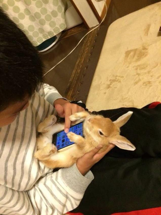 Illustration for article titled Don't Use Real Rabbits as Your Smartphone Case